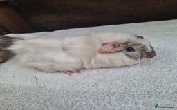 Guinea Pig rodents for sale: Baby Male Guineapigs  - Image 10
