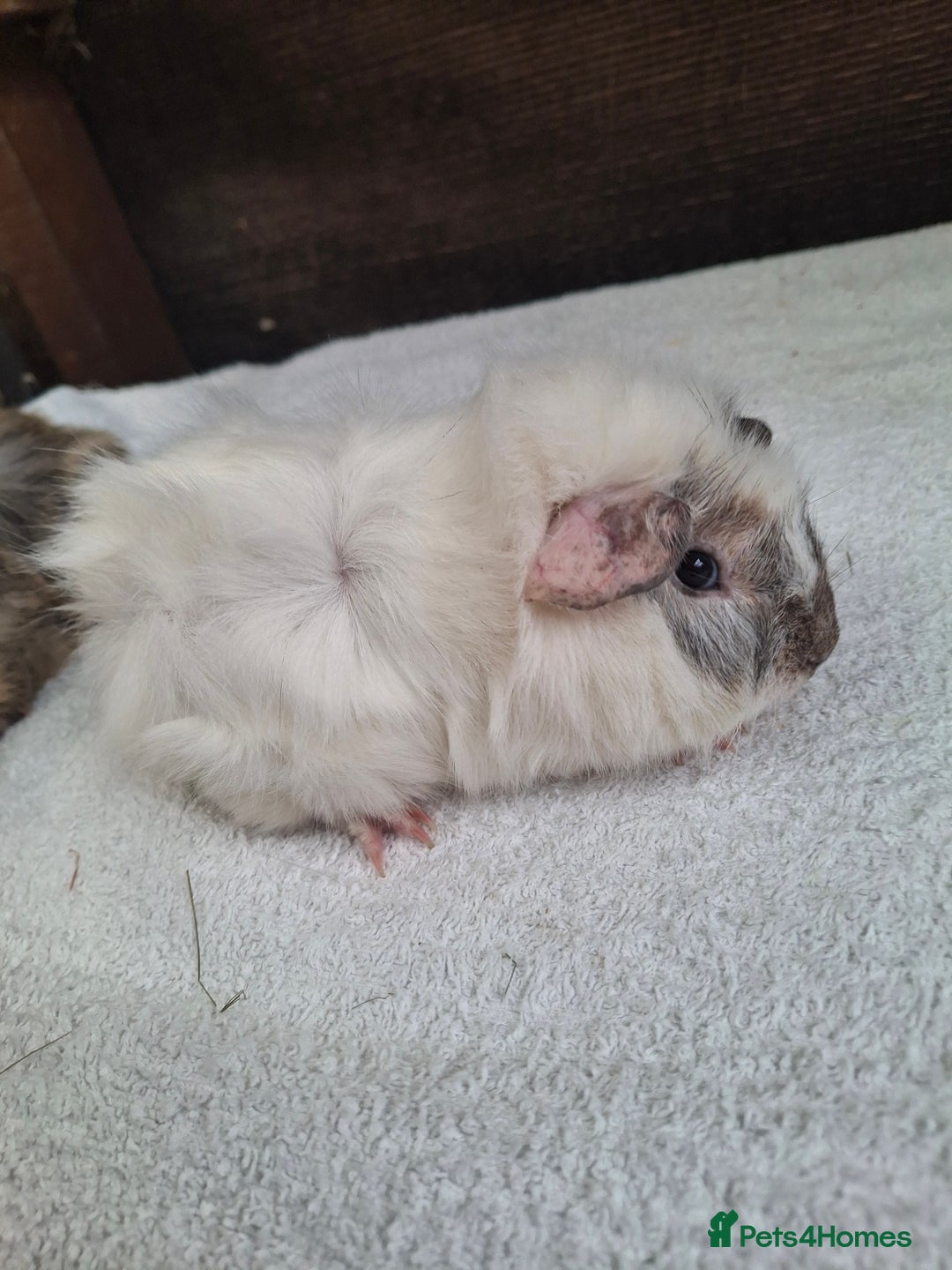 Guinea Pig rodents for sale: Baby Male Guineapigs  - Image 10