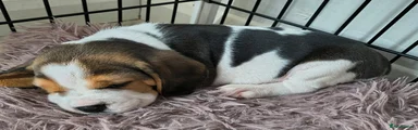 Beagle Puppy 1 - Yellow Collar