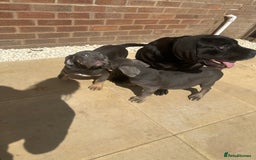Cane Corso dogs for sale: Cane Corso, Italian mastiff pups  - Image 13