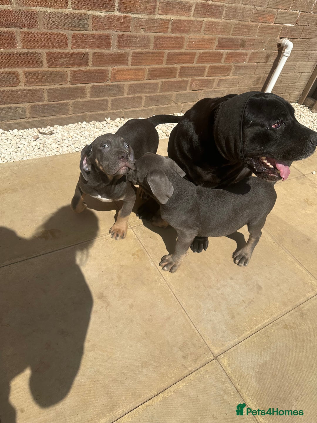 Cane Corso dogs for sale: Cane Corso, Italian mastiff pups  - Image 13