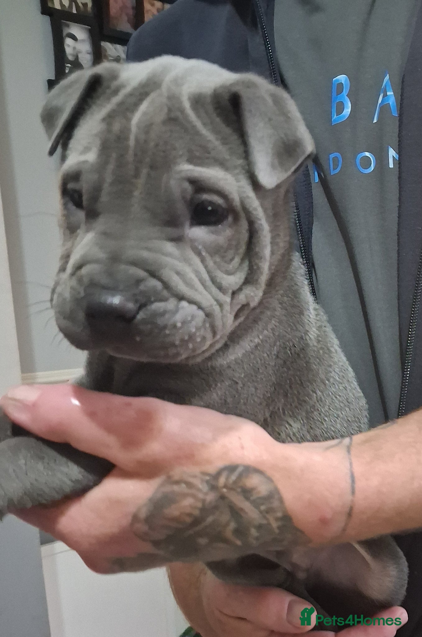 Staffordshire Bull Terrier dogs Staffy x sharpei  - Advert 1