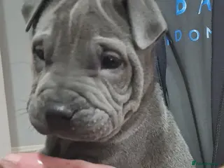 Staffordshire Bull Terrier dogs Staffy x sharpei - Advert 1