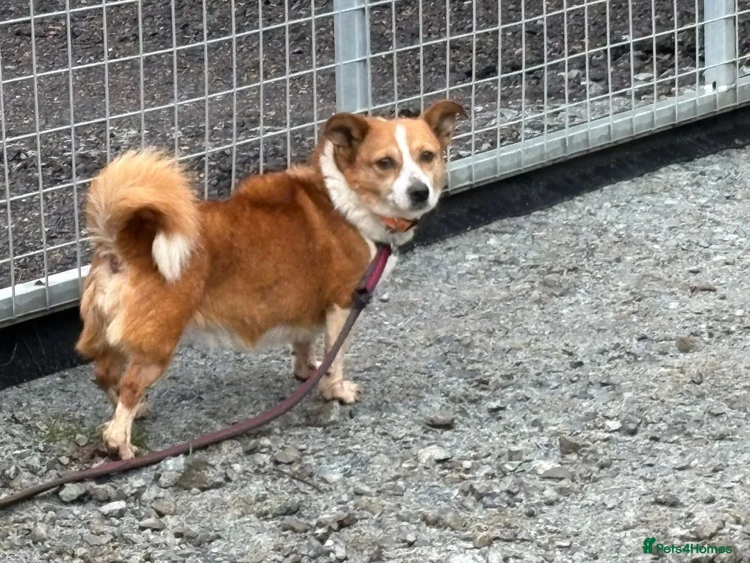 Mixed Breed dogs for adoption: Polly - Norwich Norfolk  - Advert 25