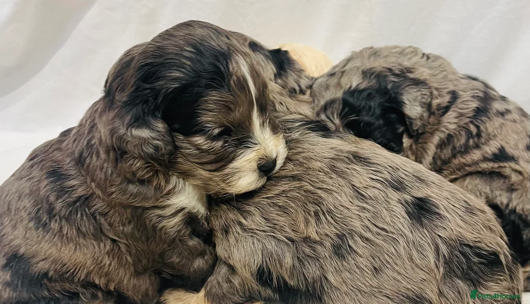 Cavapoo dogs for sale: Exceptional F1 B teddy bear cavapoo puppies  - Advert 12