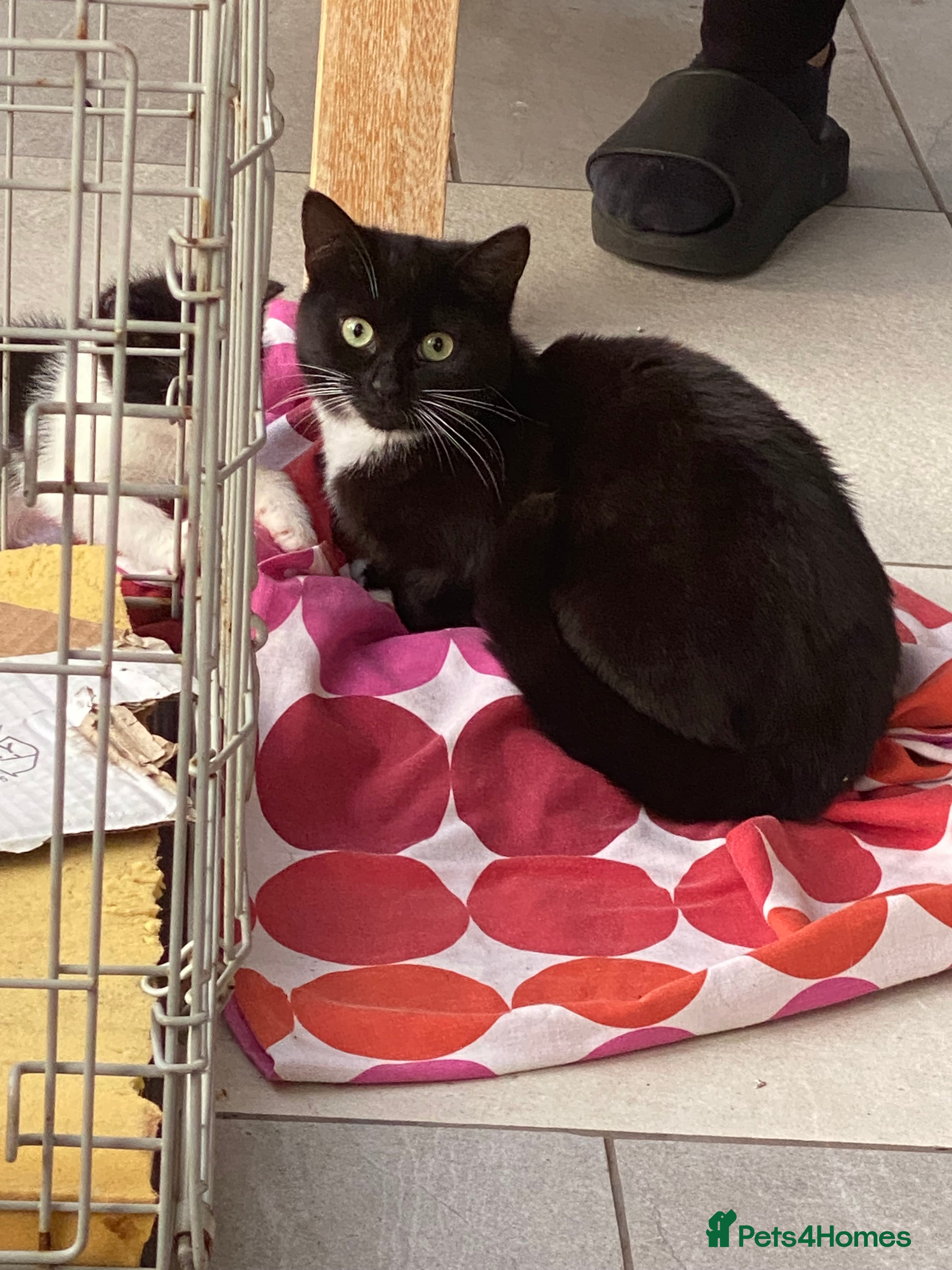 Mixed Breed cats Black and white Kitten  - Advert 12