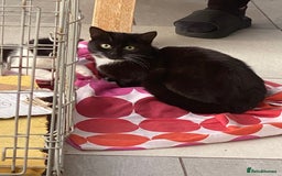 Mixed Breed cats for sale: Black and white Kitten  - Image 1