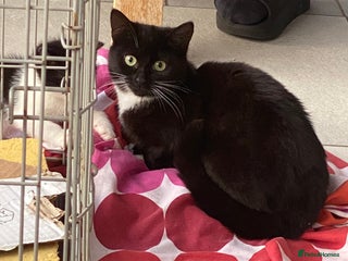 Mixed Breed cats - Advert 6