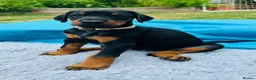 Dobermann dogs for sale: KC registered exclusive Dobermann puppies  - Advert 11