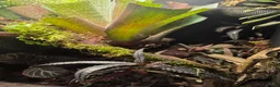 Frog reptiles for sale: Established Bromeliad Dart Frog Vivarium 50x50x60 - Advert 3