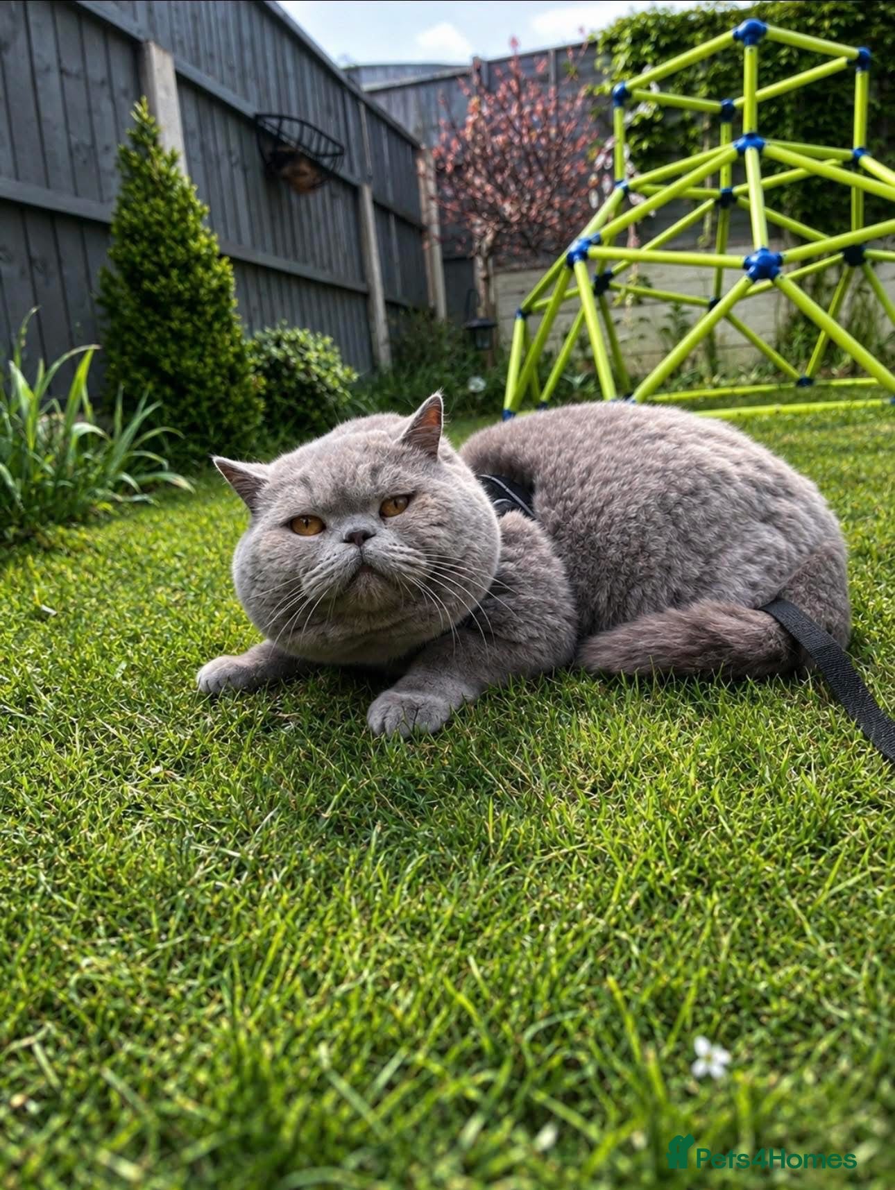 Scottish Fold cats 🦉Scottish Fold & Scottish Straights TICA REG🦉 - Advert 2