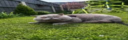 Scottish Fold cats for sale: 🦉Scottish Fold & Scottish Straights TICA REG🦉 - Advert 2