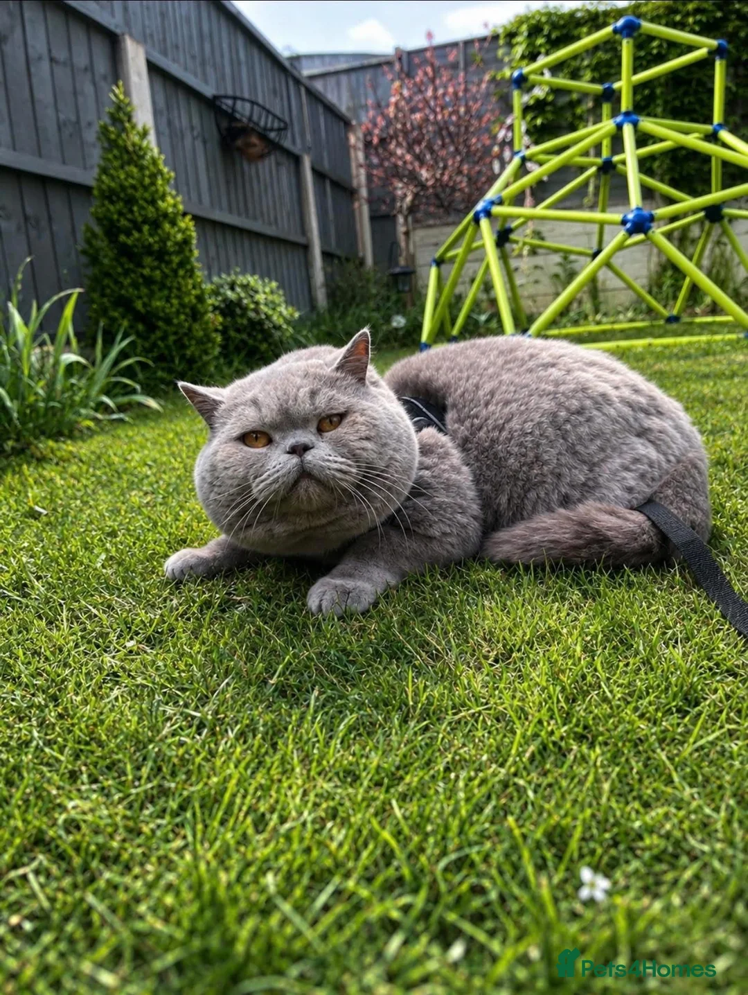 Scottish Fold cats for sale: 🦉Scottish Fold & Scottish Straights TICA REG🦉 - Advert 2