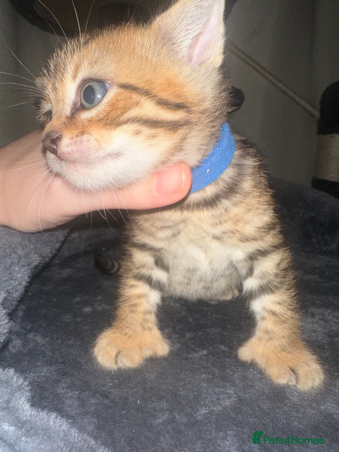 Bengal cats for sale: Stunning bengal x bsh kittens  - Advert 29