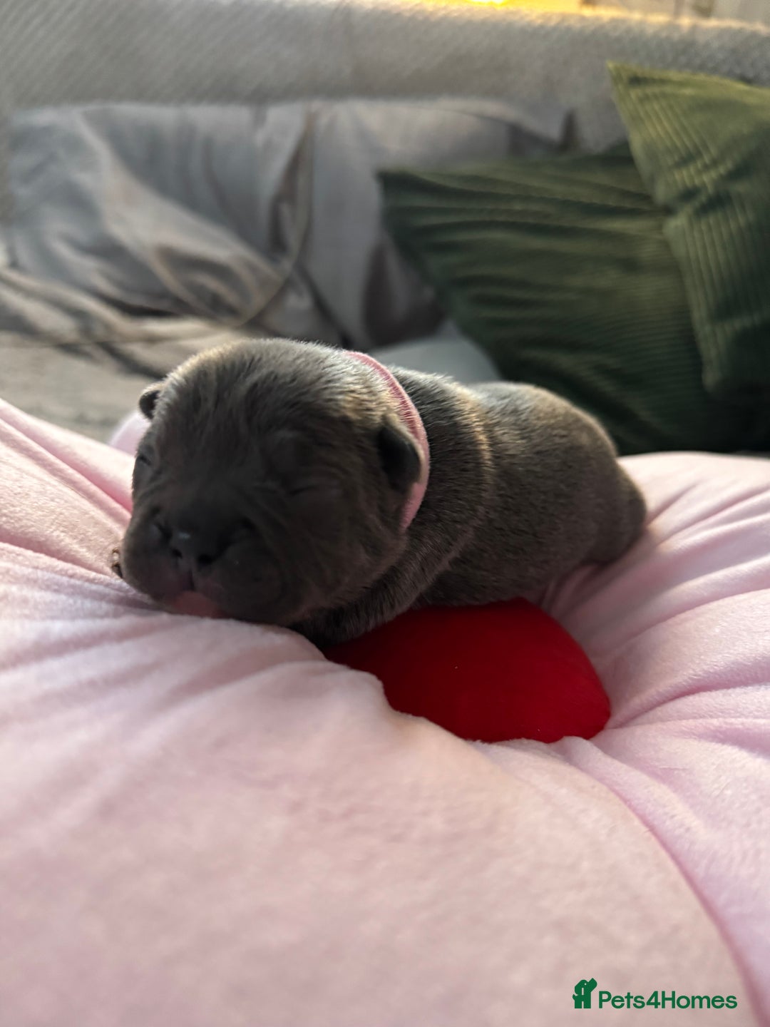 French Bulldog dogs for sale: 🎉 New years pups 🎉 7 adorable French bulldog pup - Advert 9