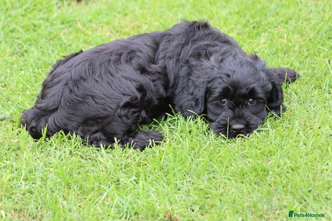 Cavapoo dogs for sale: Beautiful Cavapoo puppies for sale - Image 28