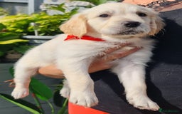 Golden Retriever dogs for sale: Stunning Golden Retriever puppies  - Image 28