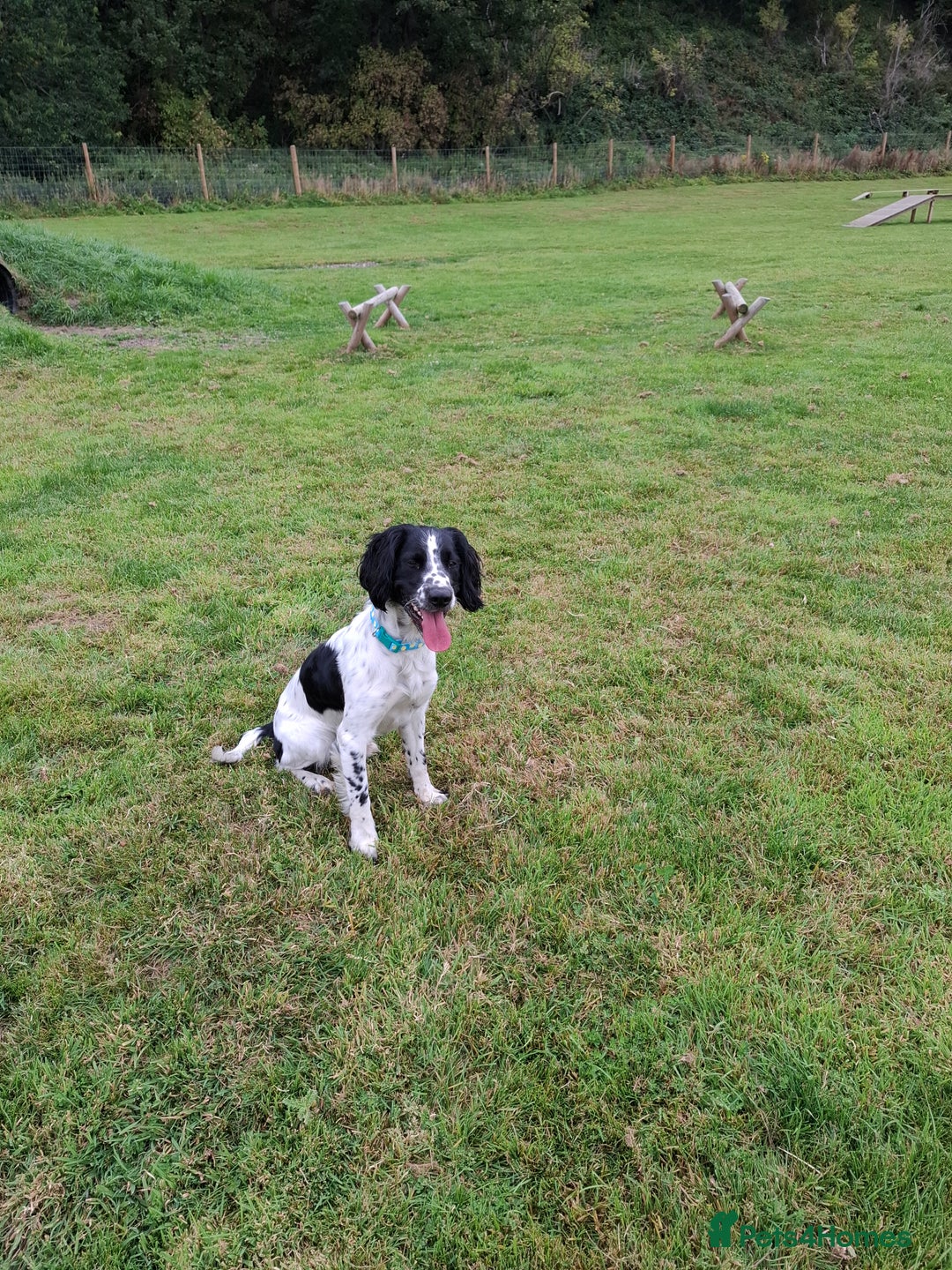 English Springer Spaniel dogs for sale: Handsome Male Springer  - Image 5