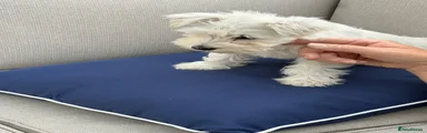 Miniature Schnauzer 1