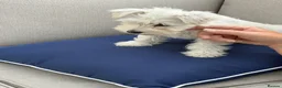 Miniature Schnauzer dogs for sale: MINIATURE SCHNAUZER PUPPIES READY NOW TO LEAVE  - Advert 5