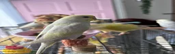 Budgerigars birds for sale: 3 rainbow budgies for sale  in Appleby-in-Westmorland - Advert 5