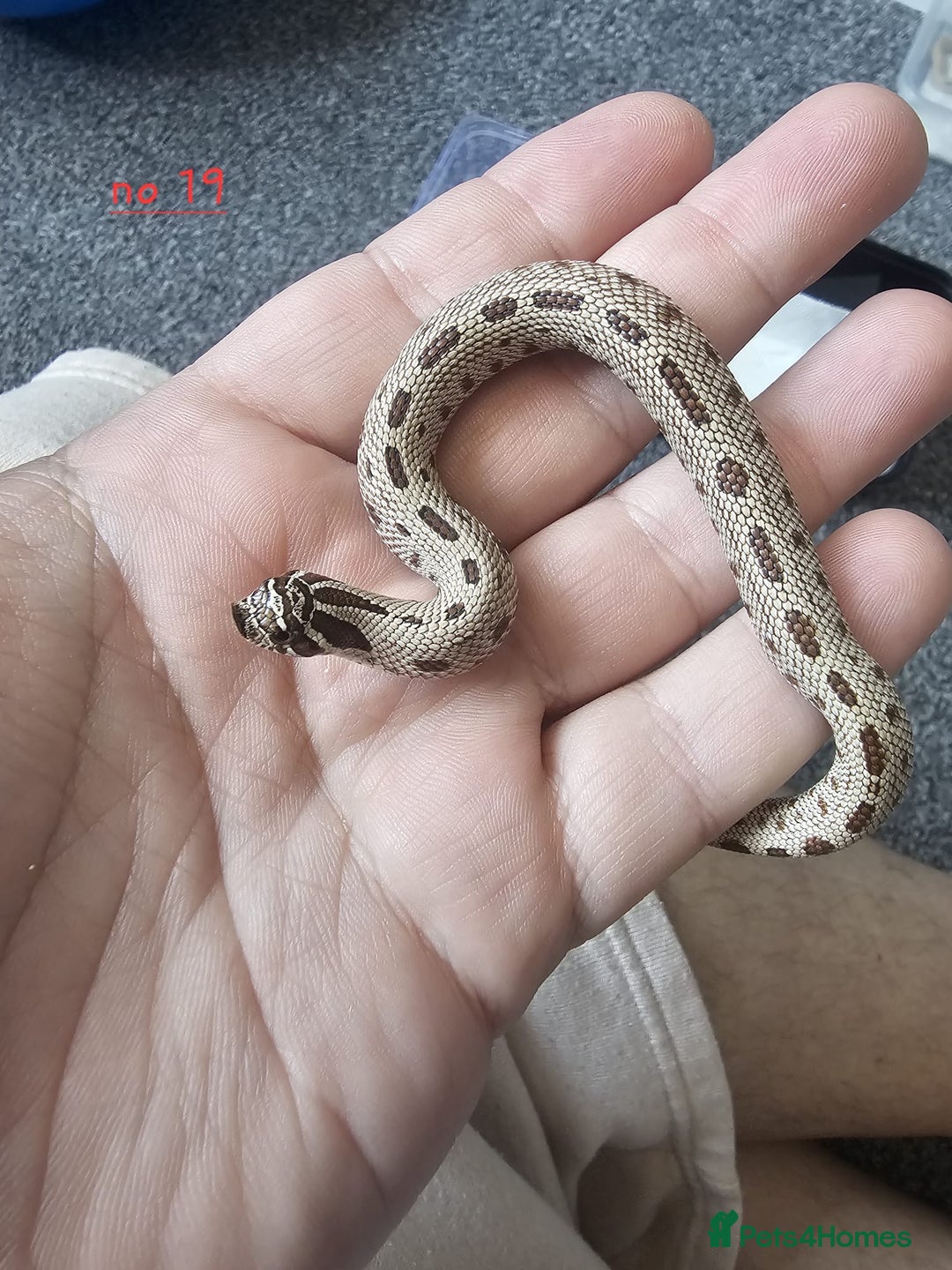 Snake reptiles for sale: Western Hognose Snakes CB25 - Image 1