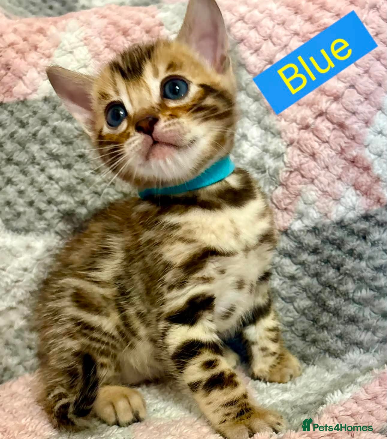 Bengal cats Amazing Bengal Kittens for sale  - Advert 2