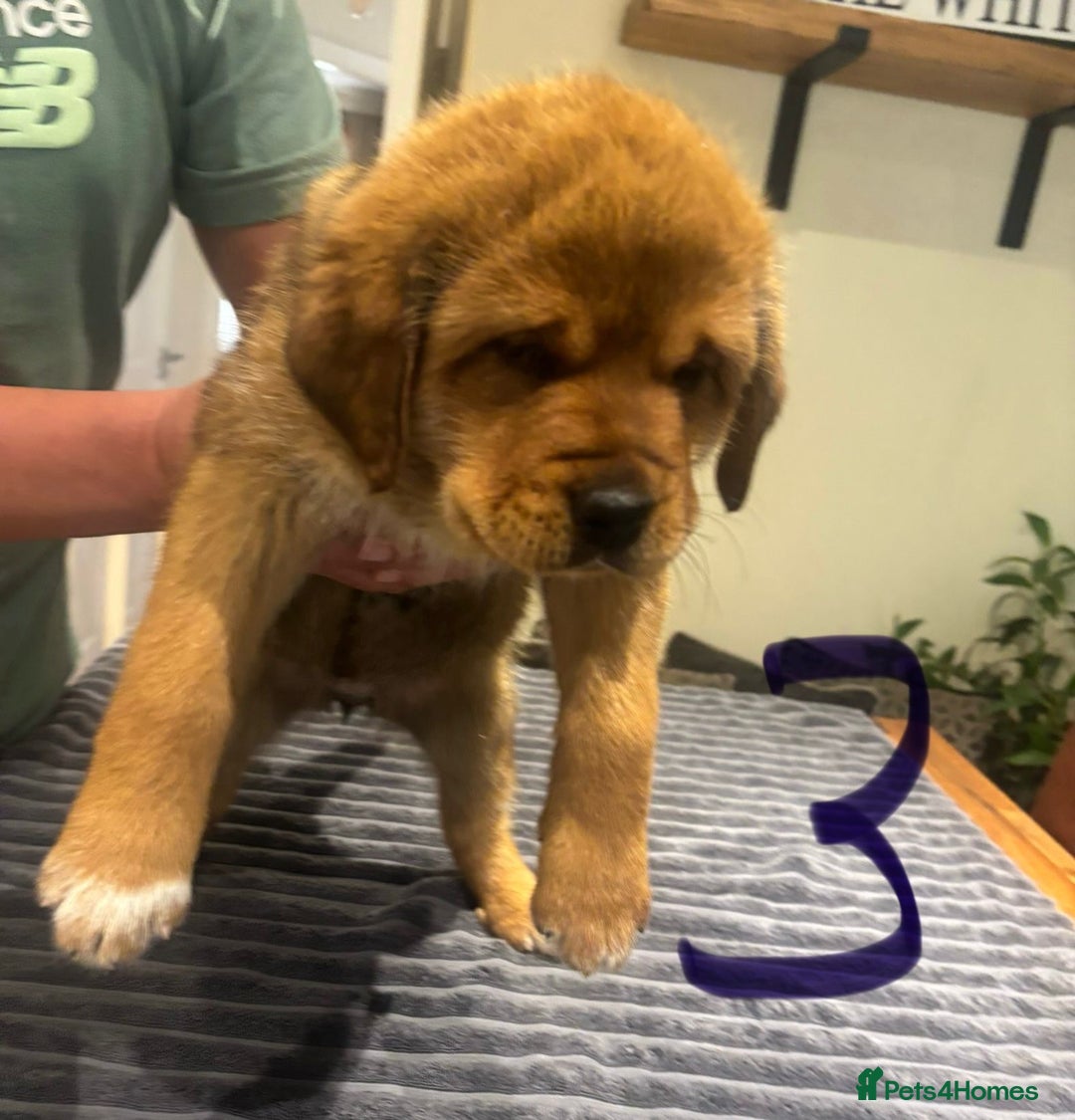 Central Asian Shepherd dogs for sale: Central Asian Shepard x Rottweiler  - Image 23