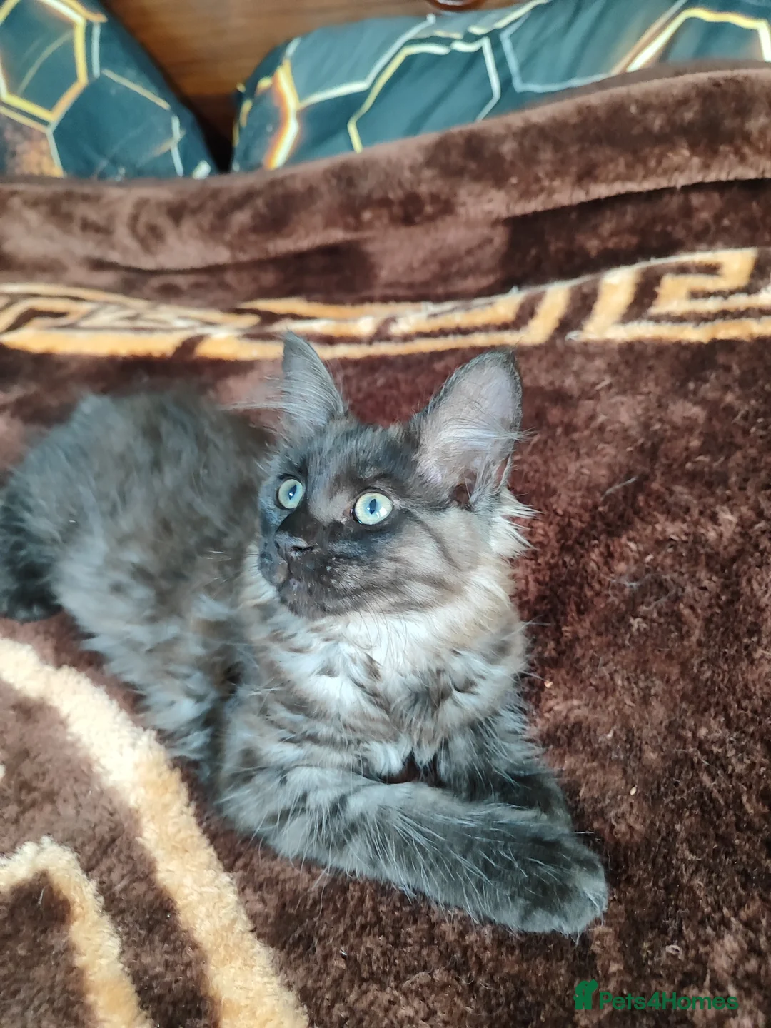 Maine Coon cats for sale: Beautiful Maincoon cross kittens  - Advert 2