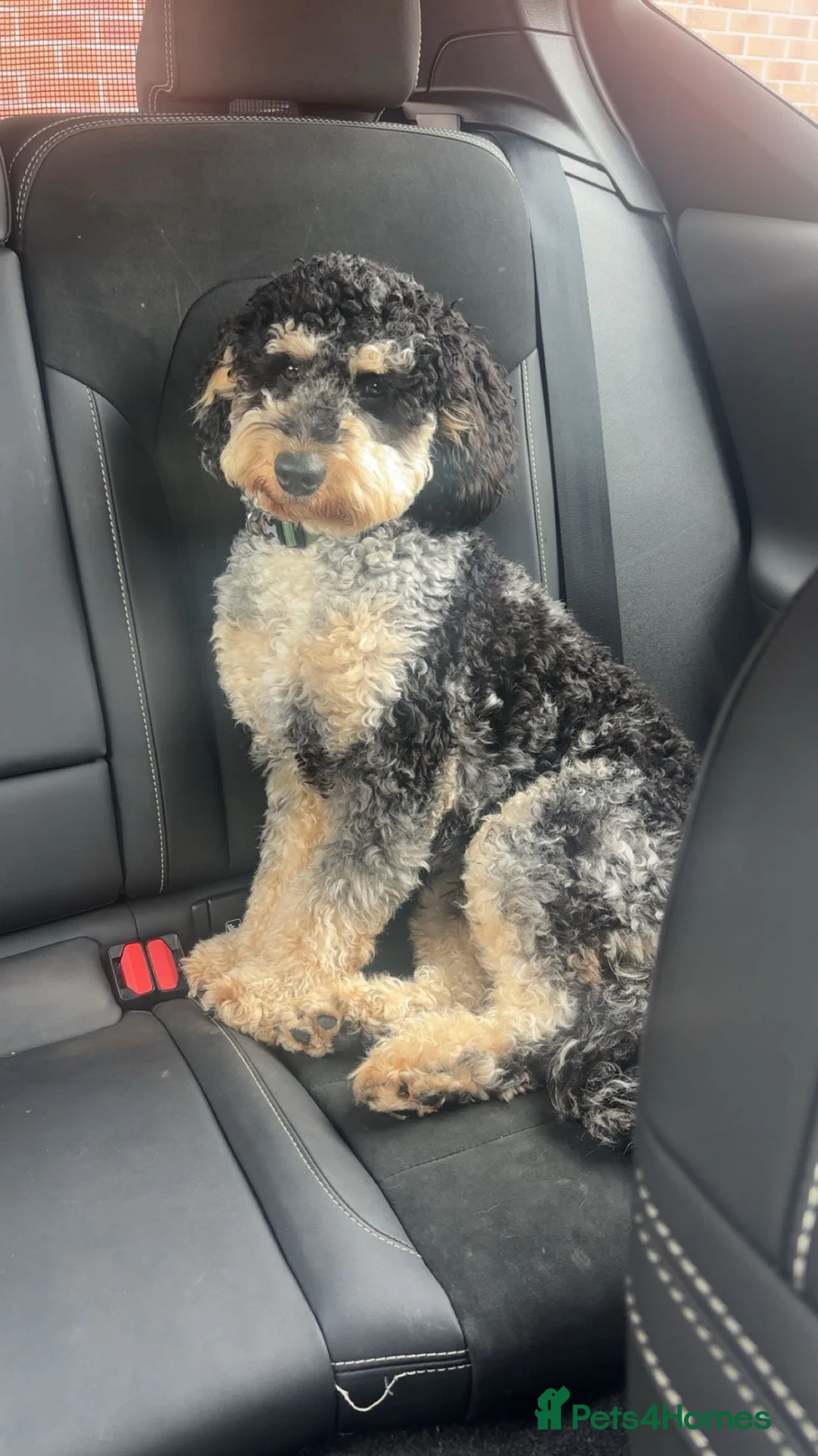 Mini Goldendoodle dogs for stud: Mini F1B Goldendoodle  in Lichfield - Advert 2