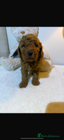 Cavapoo dogs beautiful cavapoo puppies ready to leave soon❤️ - Advert 3