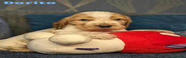 Dorito 