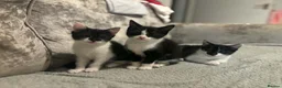 Mixed Breed cats for sale: 3 beautiful kittens  in Newcastle upon Tyne - Advert 4