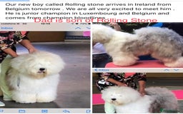 Old English Sheepdog dogs for stud: Old English Sheepdog KC registered for stud in Pontefract - Image 5