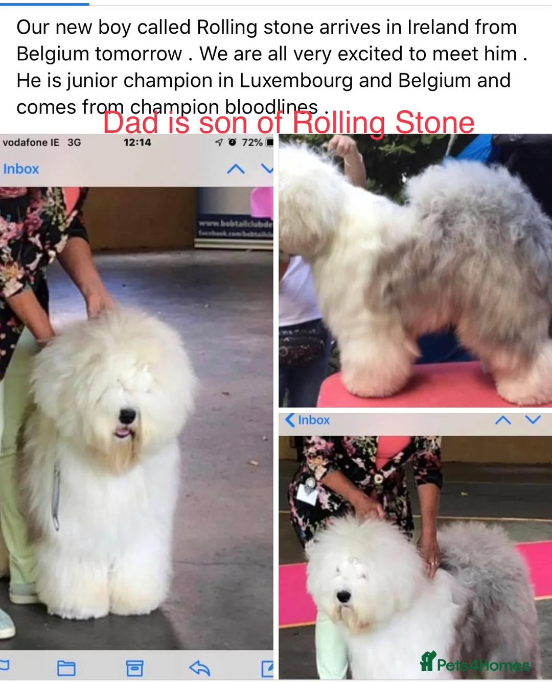 Old English Sheepdog dogs for stud: Old English Sheepdog KC registered for stud in Pontefract - Advert 5