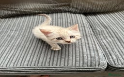 Mixed Breed cats for sale: 2 kittens  - Image 2