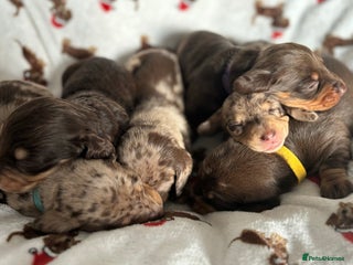 Miniature Dachshund dogs 🎄Miniature Dachshund Pups, KC Reg, PRA Clear🎄 - Advert 2