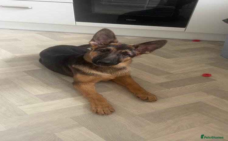 German Shepherd dogs - Advert 1