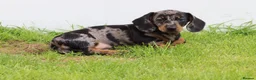 Dachshund dogs for sale: Miniature Dachshund puppies for sale - Advert 34