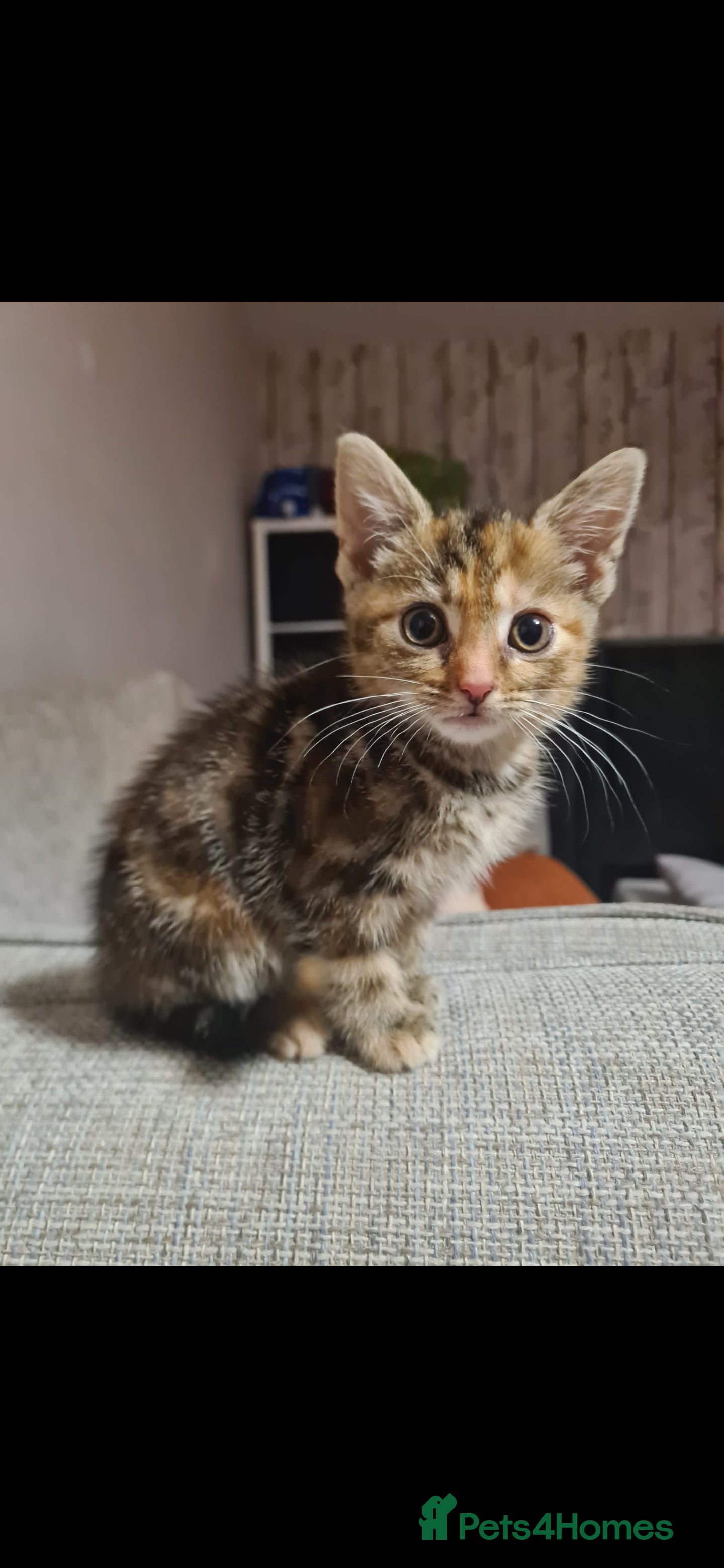 Mixed Breed cats 12 week old tabby kitten (only one left)  - Advert 18