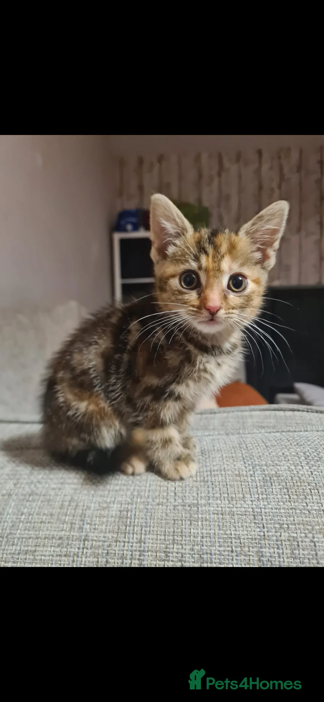 Mixed Breed cats for sale: 10 week old kittens (ready by 5th march) - Advert 14