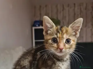 Mixed Breed cats 12 week old tabby kitten (only one left) - Advert 18
