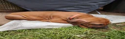Rhodesian Ridgeback dogs for sale: Beautiful Rhodesian Ridgeback puppies-Family pet - Advert 6