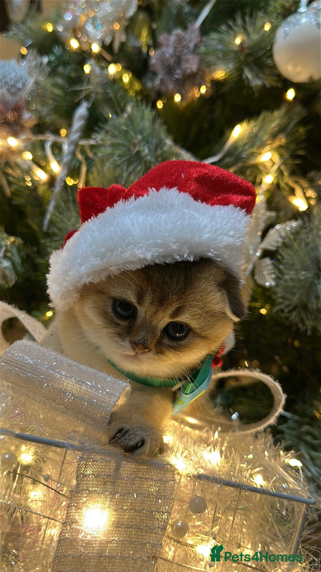 Scottish Fold cats for sale: Adorable Scottish Kittens – Raised with Love - Advert 1