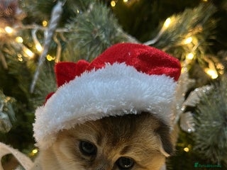 Scottish Fold cats Adorable Scottish Kittens – Raised with Love - Advert 1