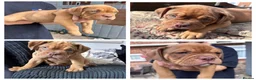Mixed Breed dogs for sale: OLDE STAFF ENGLISH BULLDOGGE - Advert 15