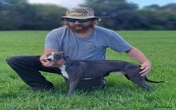 Whippet dogs for stud: Classy Smart Blue Boy 19.5tts.Sportingbred. - Image 33