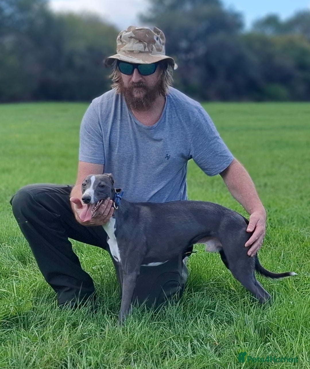 Whippet dogs for stud: Classy Smart Blue Boy 19.5tts.Sportingbred. - Image 33