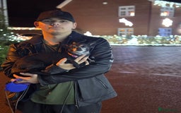 Chihuahua dogs for sale: FREE - Loving Chihuahua looking for home - Image 2