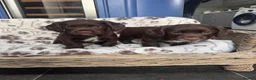 Sprocker dogs for sale: Gorgous sprocker puppies  - Advert 1